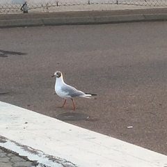 Chroicocephalus ridibundus