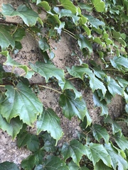 Parthenocissus tricuspidata
