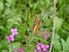 Entomophaga grylli