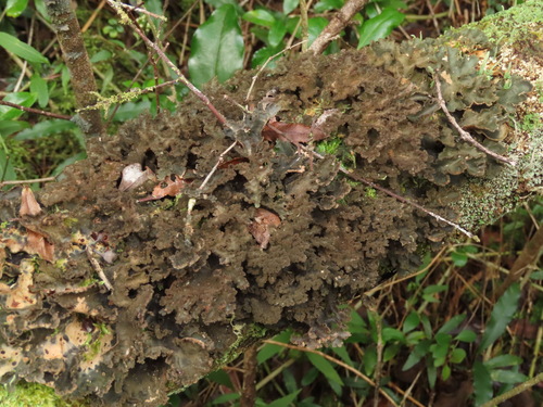 Sticta scabrosa observed 2025-02-03