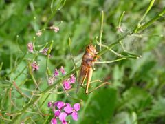 Entomophaga grylli