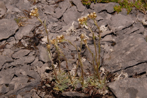 Image of Alpine Pussytoes (Antennaria alpina) by (c) Brian Finzel, some rights reserved (CC BY-SA)