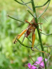 Entomophaga grylli