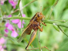 Entomophaga grylli