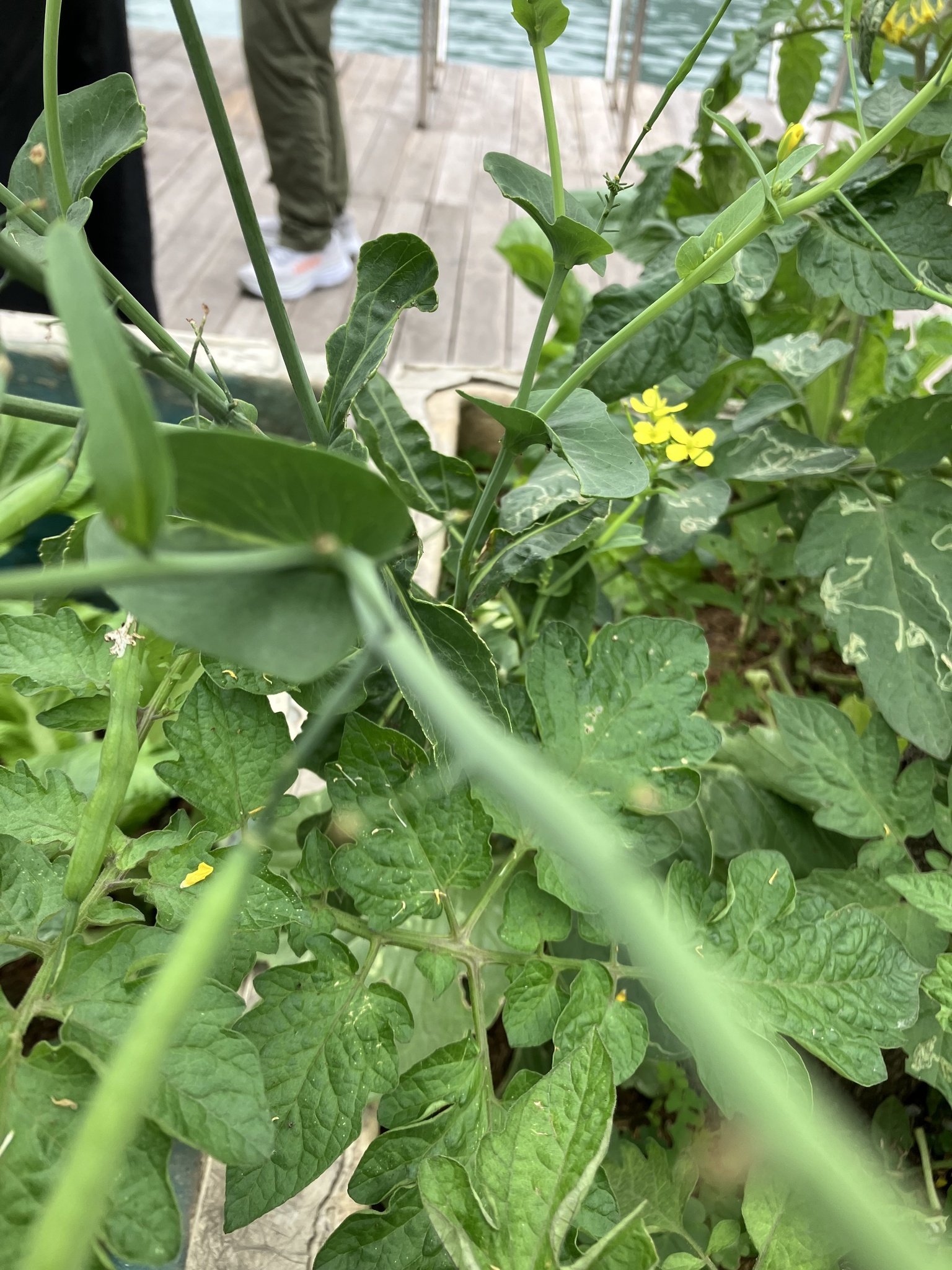 Brassica rapa — ảnh 2
