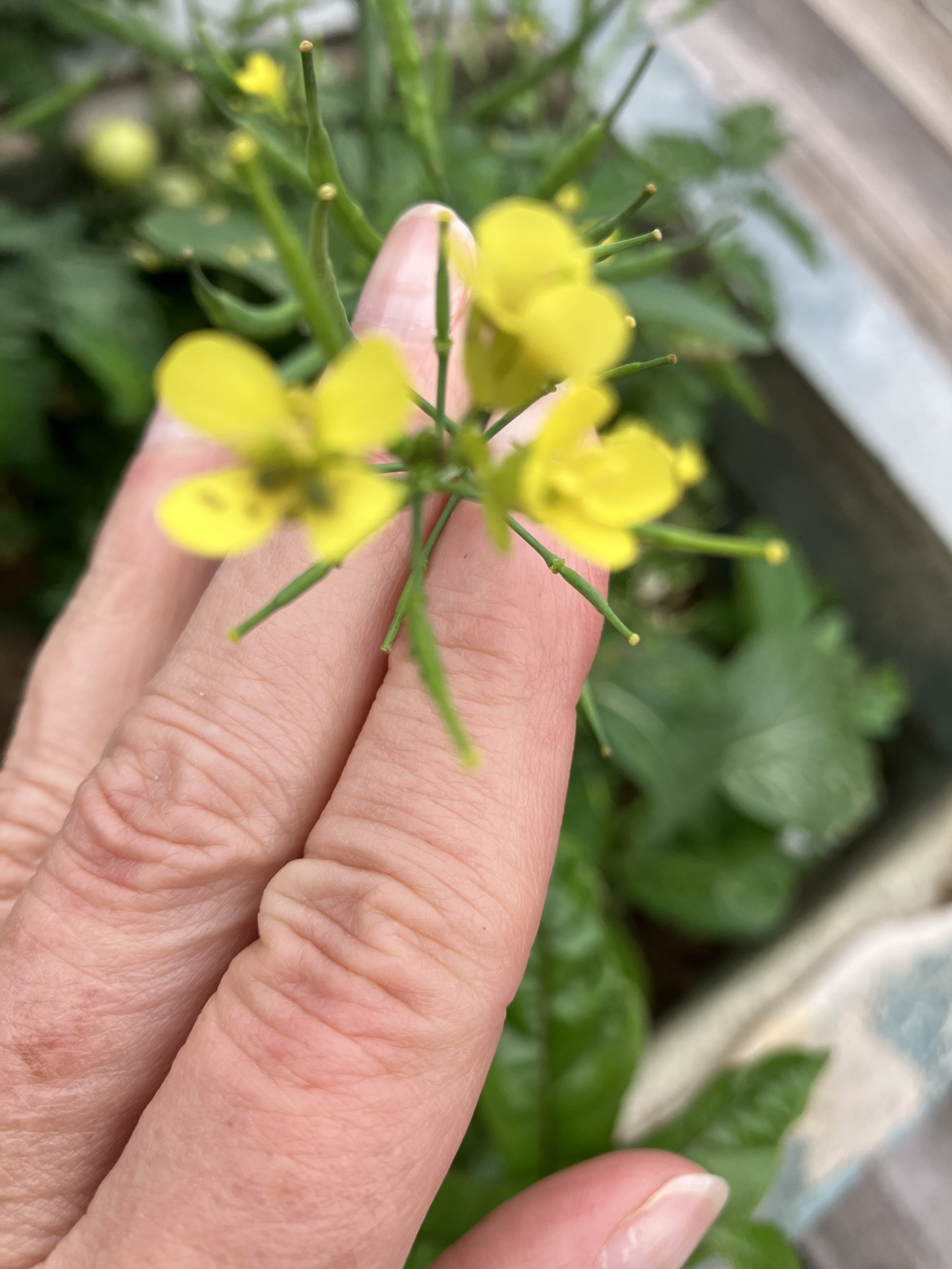 Brassica rapa — ảnh 3
