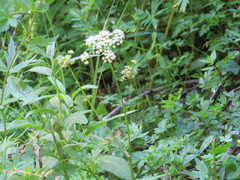 Ligusticum grayi