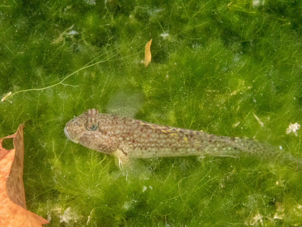 Puntang Goby (Exyrias puntang)