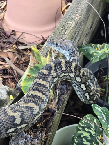 Coastal Carpet Python sighting