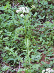 Ligusticum grayi