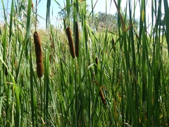 Typha angustifolia
