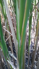 Typha angustifolia