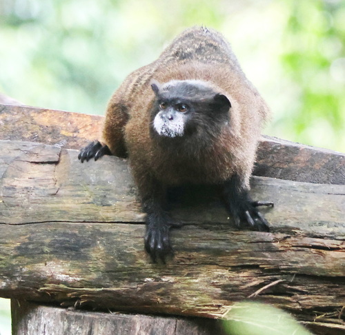 Lesson's Saddle-back Tamarin