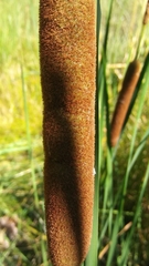 Typha angustifolia