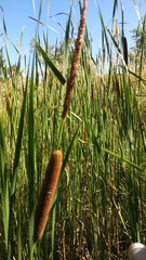 Typha angustifolia