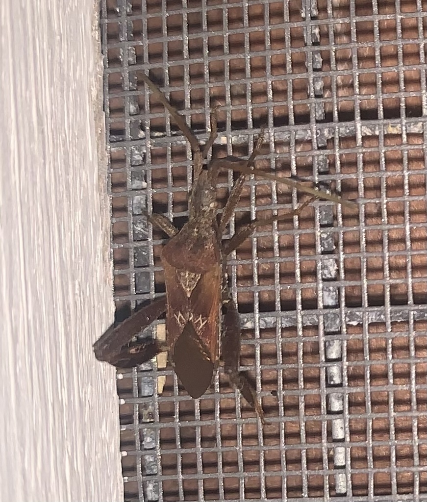 Leptoglossus crestalis