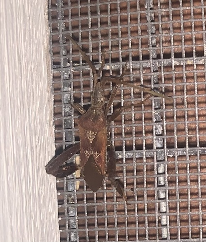 Leptoglossus crestalis