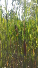 Typha angustifolia