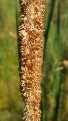 Typha angustifolia