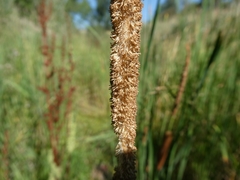 Typha angustifolia