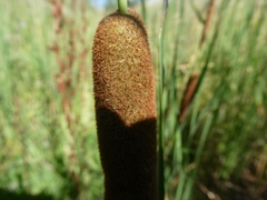 Typha angustifolia