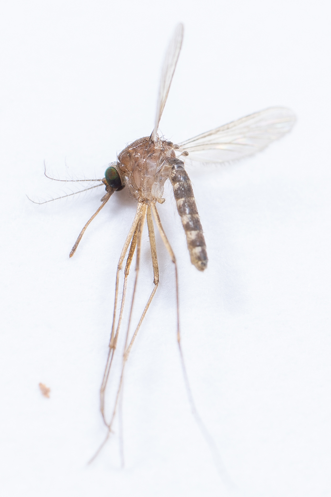 Culex carcinophilus