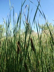 Typha angustifolia