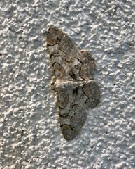 Iridopsis larvaria