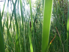 Typha angustifolia