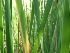 Typha angustifolia