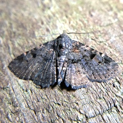 Metalectra quadrisignata