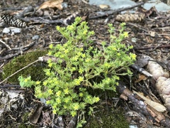 Sedum annuum