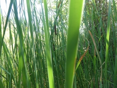 Typha angustifolia