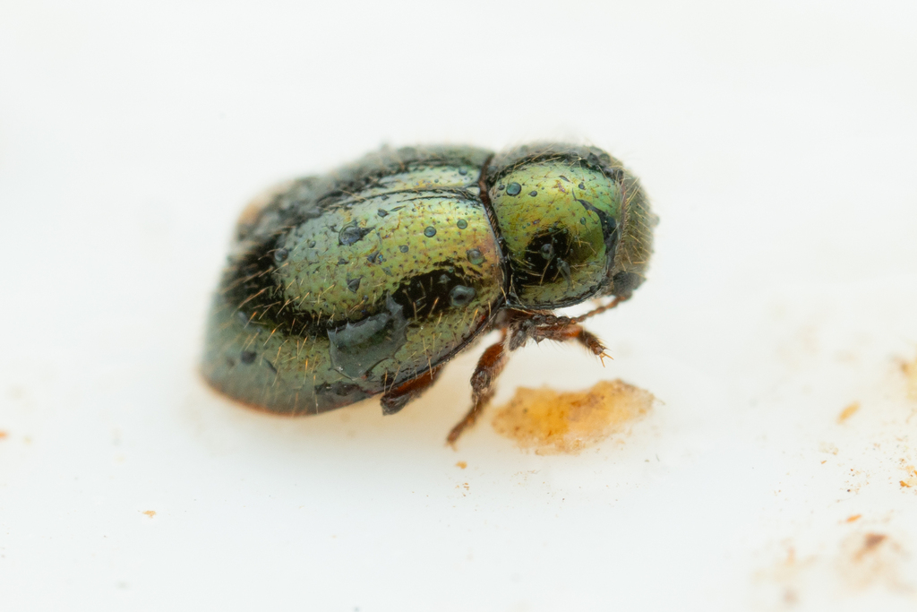Lioligus nitidus