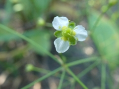 Alisma triviale