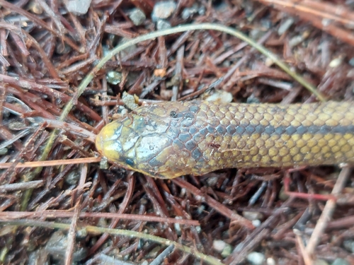 Lehmann's Ground Snake
