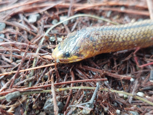 Lehmann's Ground Snake