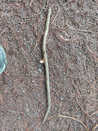 Lehmann's Ground Snake