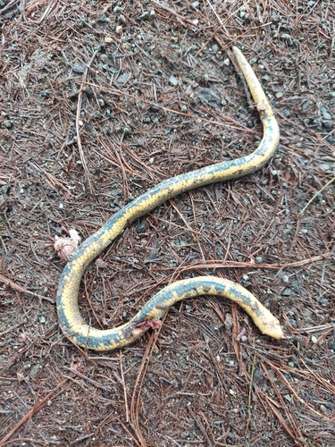 Lehmann's Ground Snake