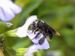 Paratetrapedia moesta