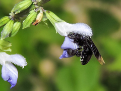 Paratetrapedia moesta