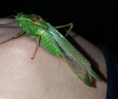 Microcentrum californicum