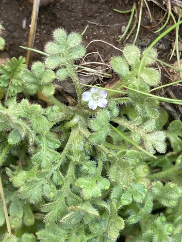Littlefoot nemophila (Nemophila pedunculata)