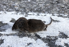 Sorex cinereus