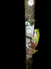 Pithecopus hypochondrialis