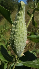 Asclepias speciosa