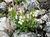 Mignonette-leaved Bittercress - Photo (c) Wolfgang Jauch, some rights reserved (CC BY), uploaded by Wolfgang Jauch