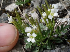 Cardamine resedifolia