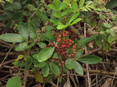 Schinus terebinthifolius, recorded fruiting