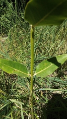 Asclepias speciosa